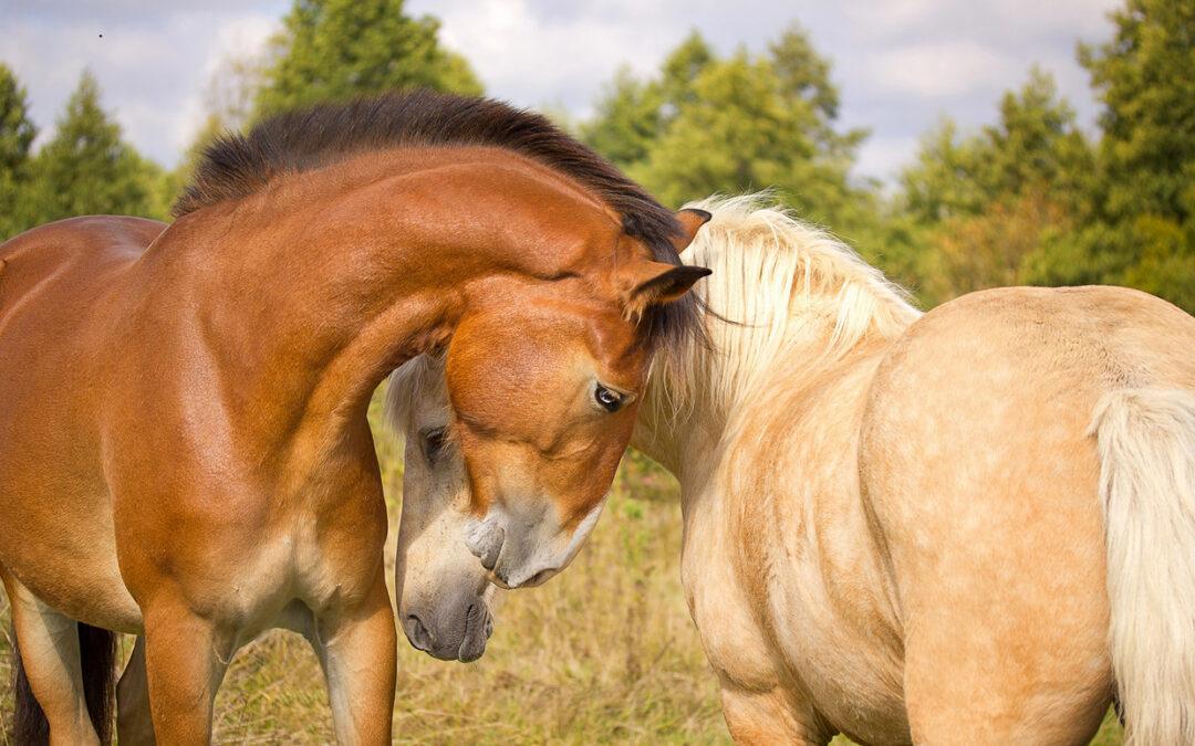 Large Animal Removal Escondido CA